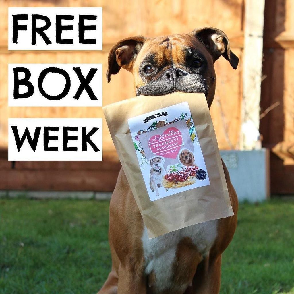 TopCollar's tweet photo. FREE doggy treat box week! Comment below with your doggies name to get a free delivery box… https://t.co/Lm3KFTgN4t https://t.co/B8Y6hRiISz