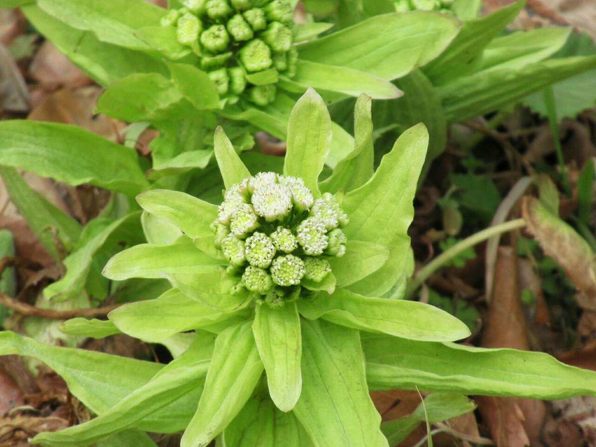 1000花 38 フキ キク科 日本 中国原産 フキノトウとはフキの花芽のことで大葉の出現前に花 が咲きます おまけに雌雄異株でキク科と思えませんが 雌花は次第にノボロギクぽくなっていきます フキ属は欧州にも西洋フキ バターバー が原生します