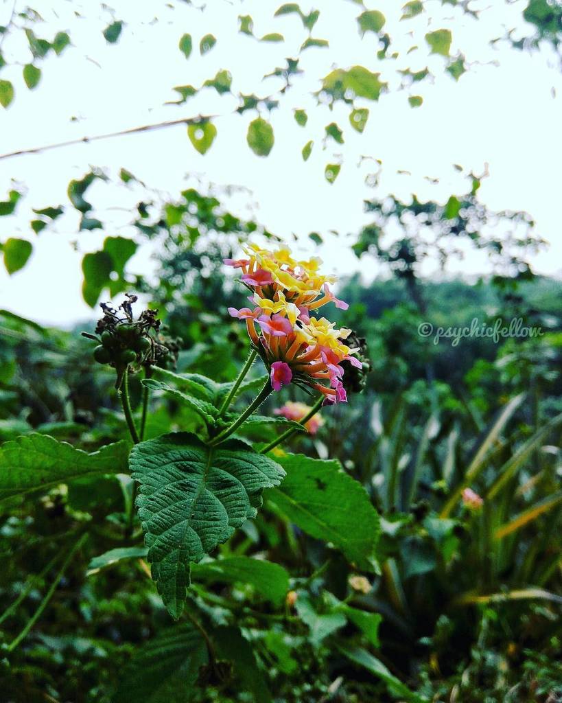 ablechacko's tweet photo. Mornings are Special.

Flowers _ Green Nature
.
.
.
.
.
. .
.
.
.
.
.
.
.
.
.
.
.
#instafl… https://t.co/F8vNPiuIuE https://t.co/p7jDyl3bMD