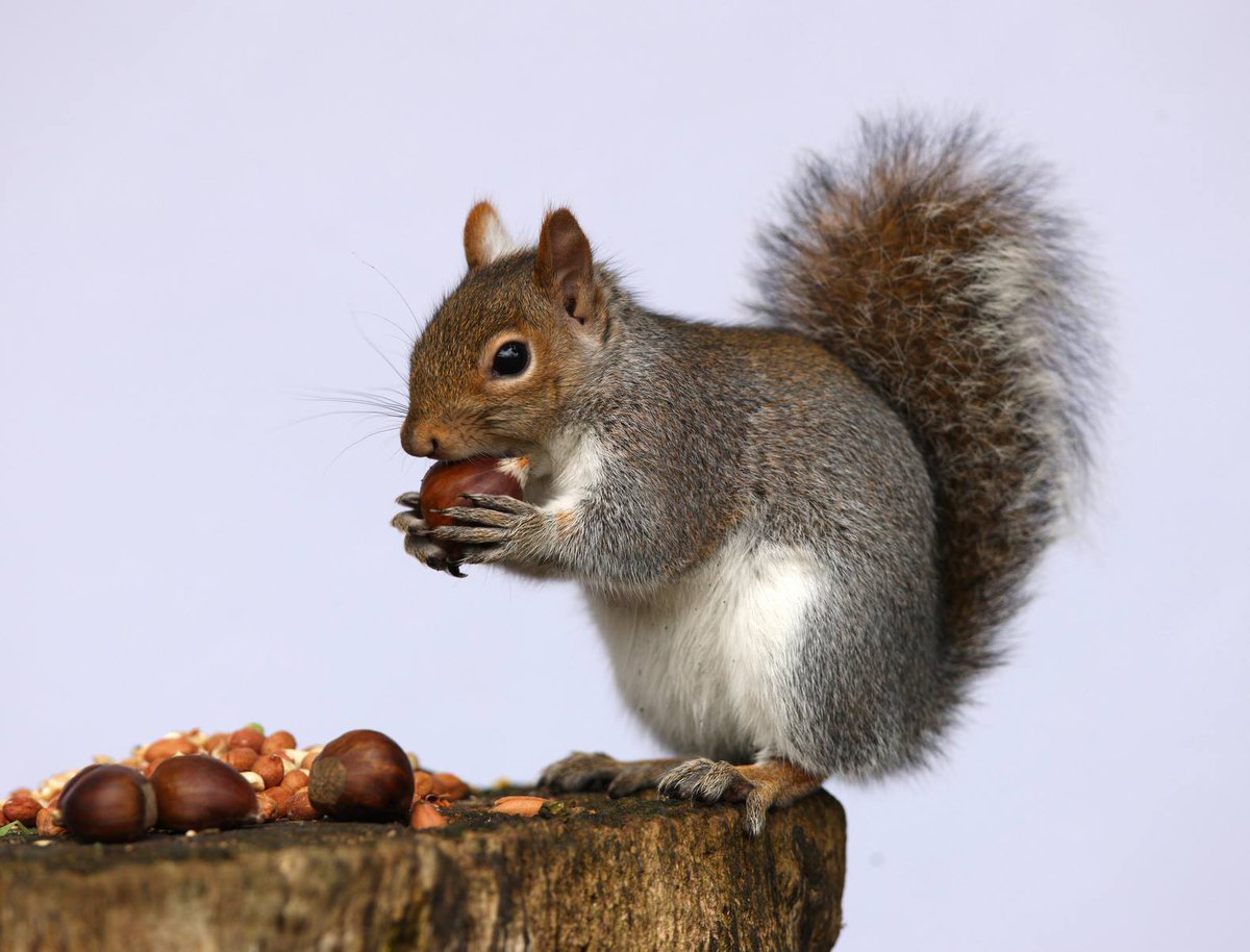 EK_Hrvatska's tweet photo. [ZNANOST] Provjerite ovu zgodnu aplikaciju za praćenje invazivnih vrsta 🐿️🌿 https://t.co/pOk1YiaWzR #MyGeoss #JRC #bio #raznolikost https://t.co/pt8ZNGr0sY