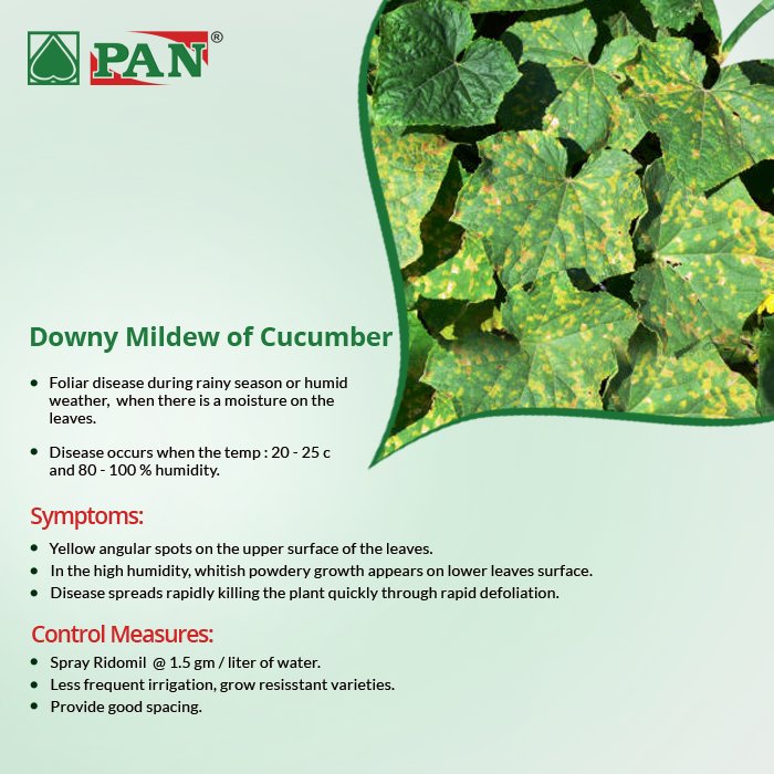 pan_seeds's tweet photo. There are various disease and pests which can spoil your harvest. Know about them before the damage is done. #PanSeeds #DidYouKnow https://t.co/izX4FPnS5K