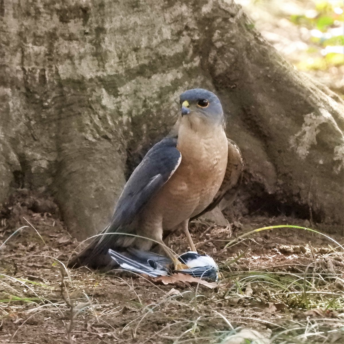 Uzivatel 赤蜜蜂 Na Twitteru ツミ 猛禽類 捕食 昼間速報した見たことのない鳥 教えて頂いたとおりツミの でした 比較的近くにいたので 君は誰 と心の叫び 笑 何しろ猛禽類は殆ど初めてなものでビックリです