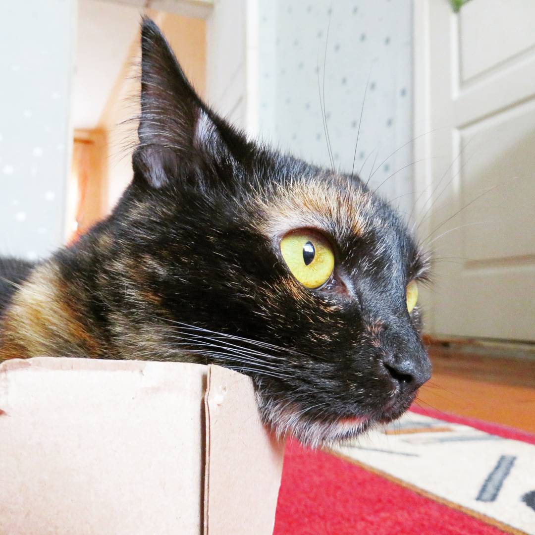 sima_thecat's tweet image. 😞
#boredcat #needsomefun #cat #cats #CatsOfTwitter #kittens #simathecat #кошка #кошки #котенок #котейка #животные #котэ #кототвит #КошкаСима