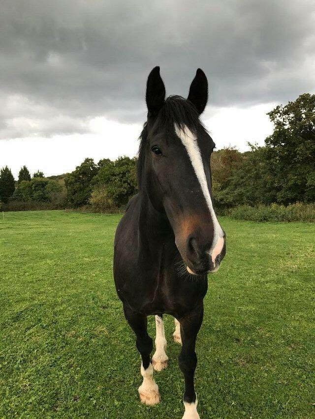 Meet Crackit! A very handsome boy who is on loan to Fay, one of the newest members of MMUCE!