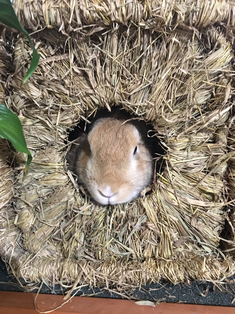 My nutty rabbit