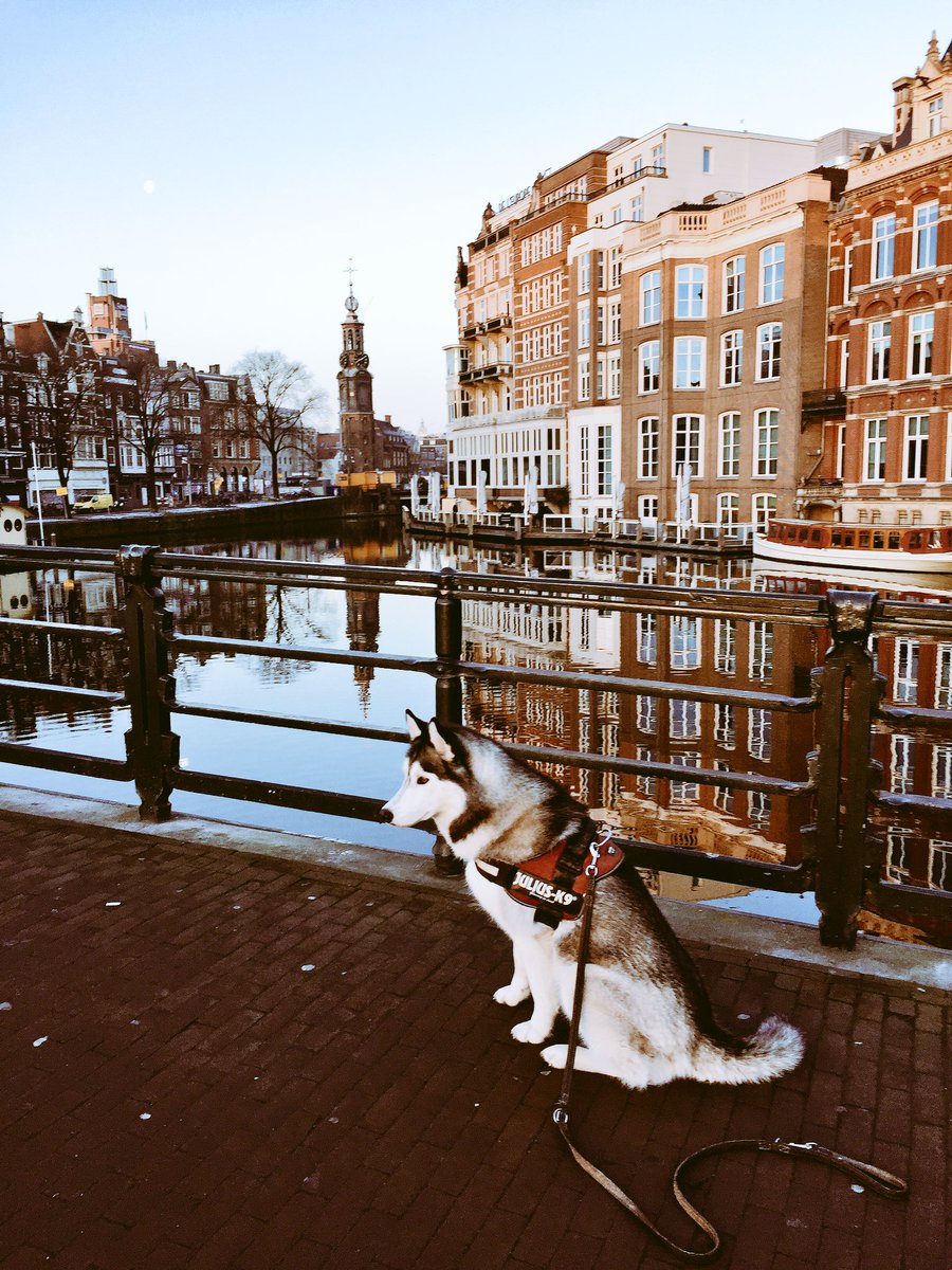 YquemHusky's tweet photo. A cold morning in Amsterdam - that's the way I❤️it #huskylife #yquem #doglovers https://t.co/tduHJnUGFz