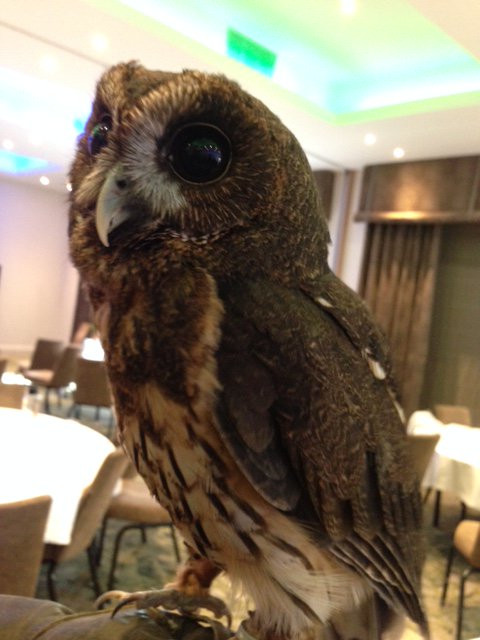 bobbybasra01's tweet photo. Meeting the Animal Ambassadors at @CWOA just beautiful little creatures #Chessignton https://t.co/ARJFAGtzNe