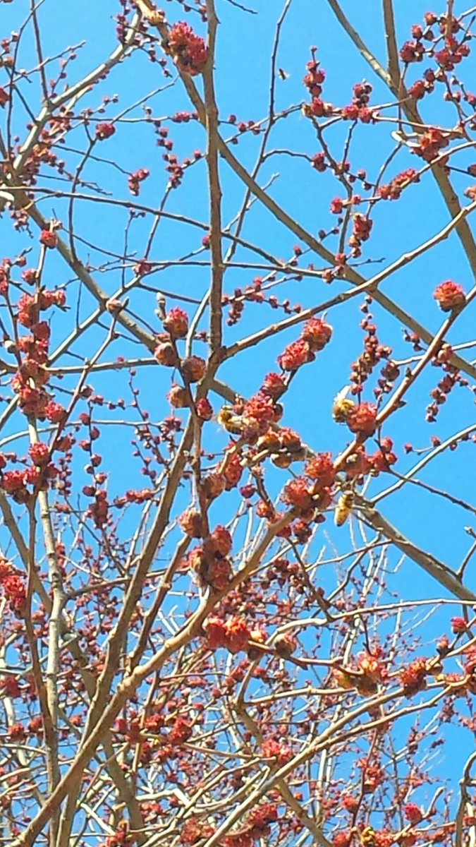 EWelkin's tweet photo. It's still chilly but one of our elms bloomed yesterday. The bees found right away. Both are at risk from #hivecollapse and #dutchelmdisease https://t.co/eAfI8vB1gJ