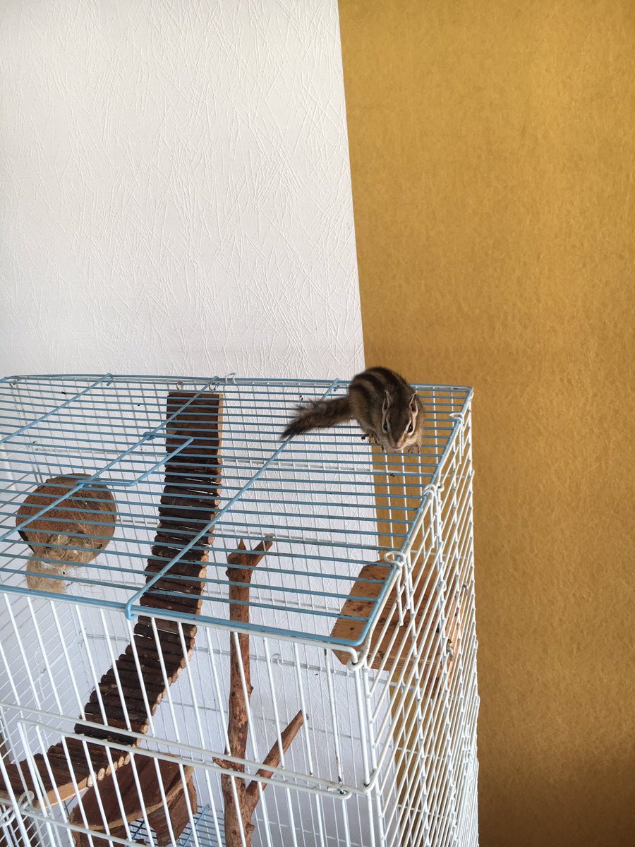 Ein Streifenhörnchen auf dem Käfig