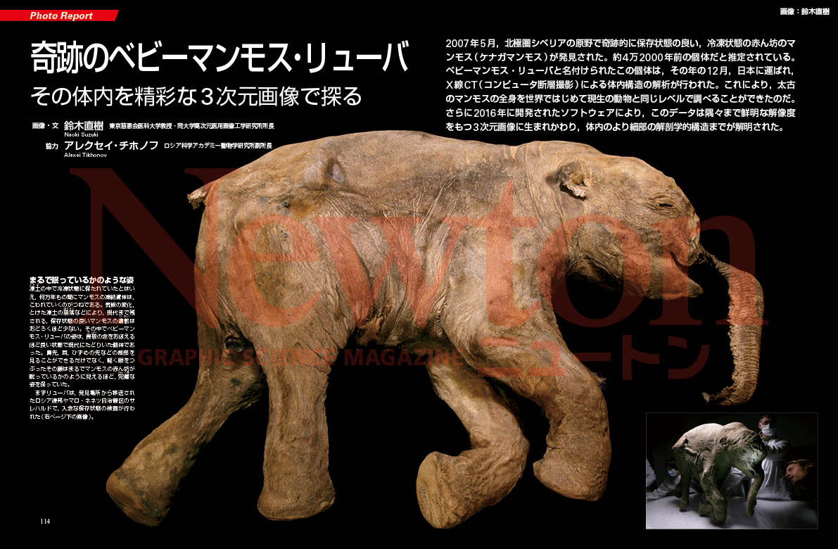 2007年にシベリアで発見された冷凍状態のベビーマンモス，リューバ