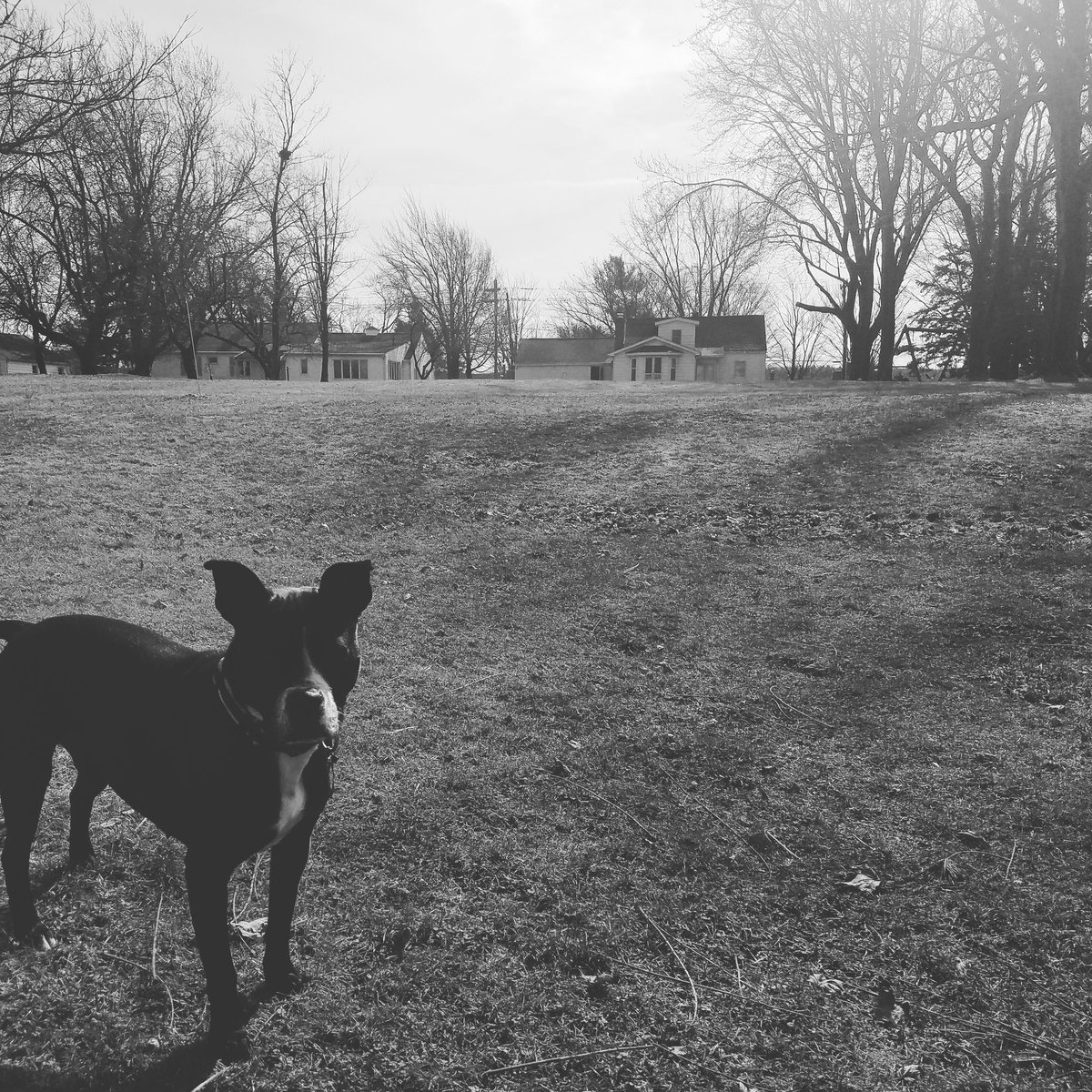 Lazzzzzzzy lady pup and a rainy Saturday..still dreaming of yesterday's sun ⛈☔ #ladyadventures