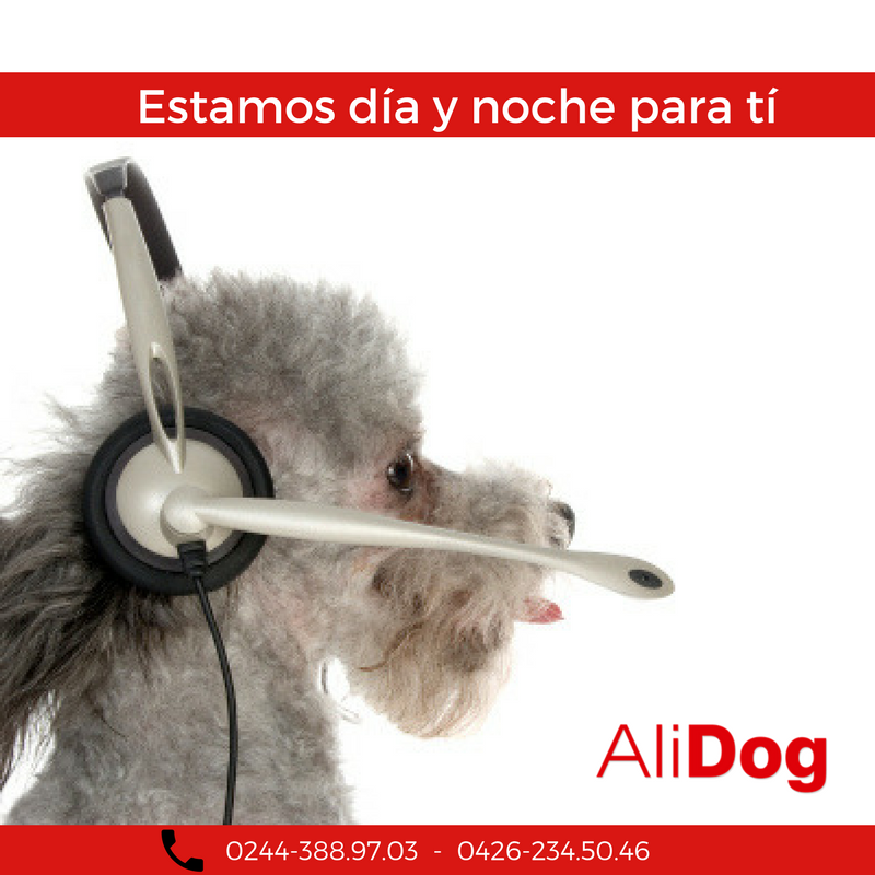 Aba_AliDog's tweet photo. Estamos en producción de #AliDog ¡Contáctanos, estamos esperando por ti! https://t.co/Y0f4PjPX0a