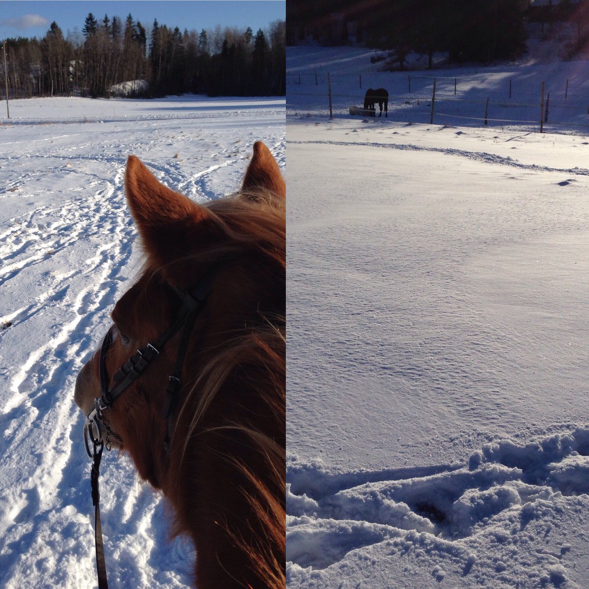 omaystava's tweet photo. Peltokävelyllä #kevät #ratsastus #lumi #aurinko #suomenhevonen #hevonen https://t.co/ma7p7Gly5Z