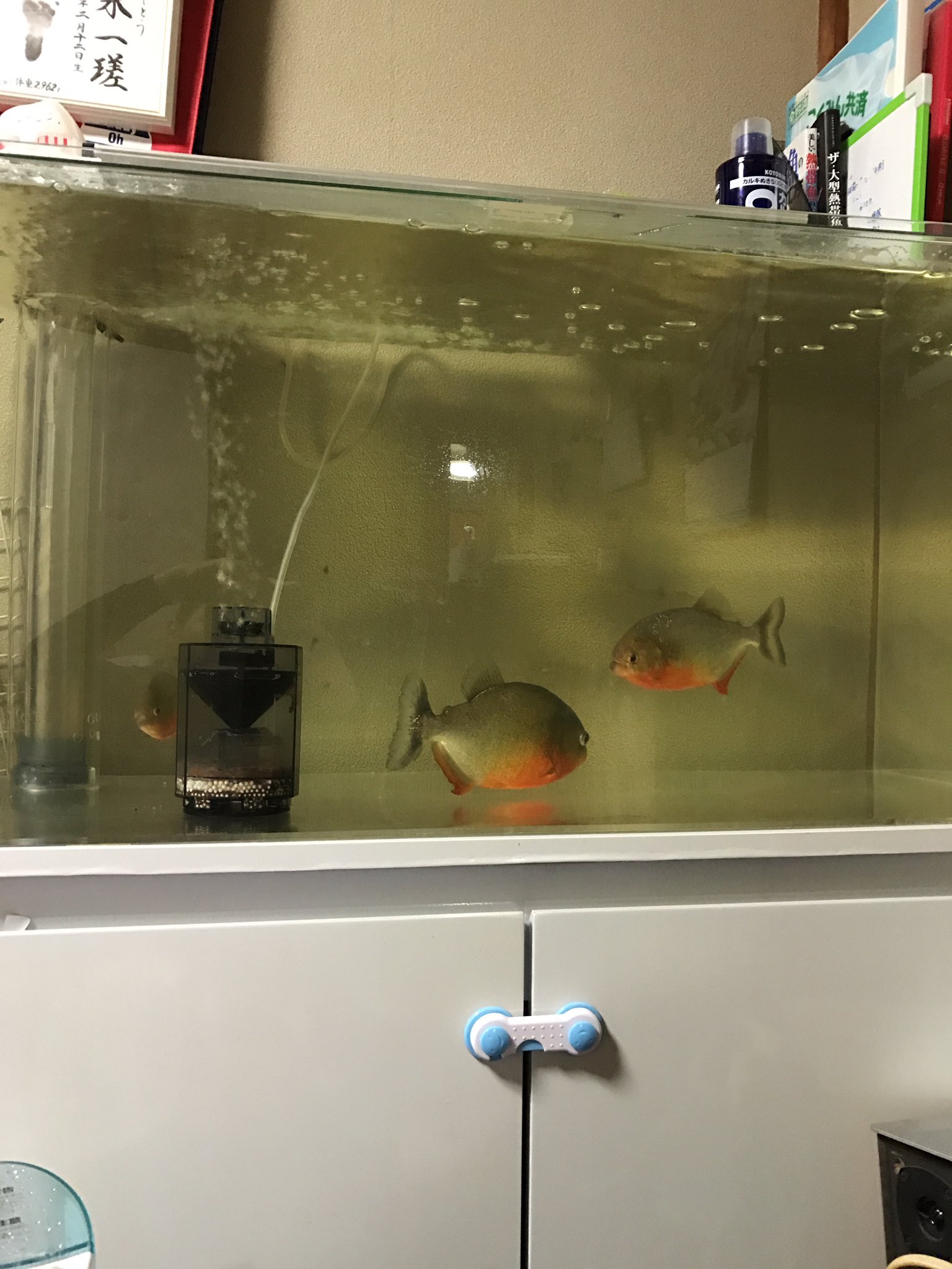 ピラニア Piranha Twitter