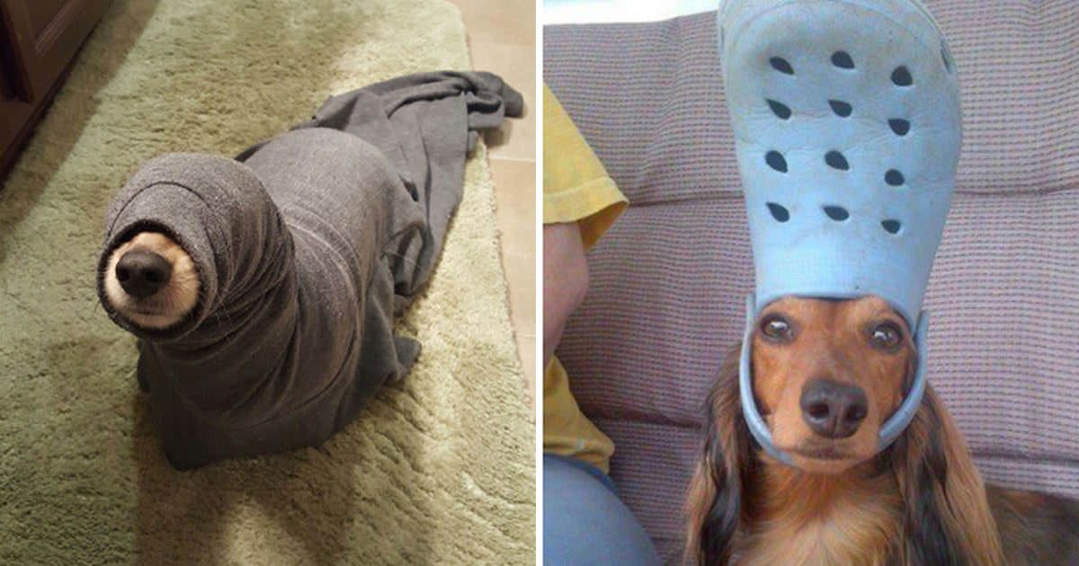 Dogs That Are Stuck But Pretending Everything Is Fine
9gag.com/gag/axVV6n2?re…