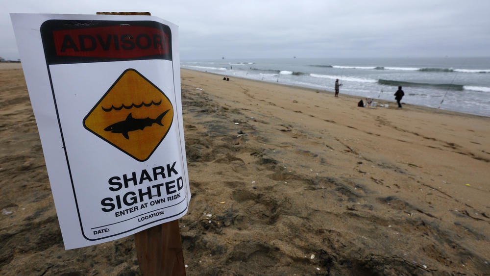 latimes's tweet photo. An 11- to 14-foot shark was spotted swimming 100 feet off a beach in Orange County yesterday https://t.co/p7gBlHm86s https://t.co/OUsrsPvA3O
