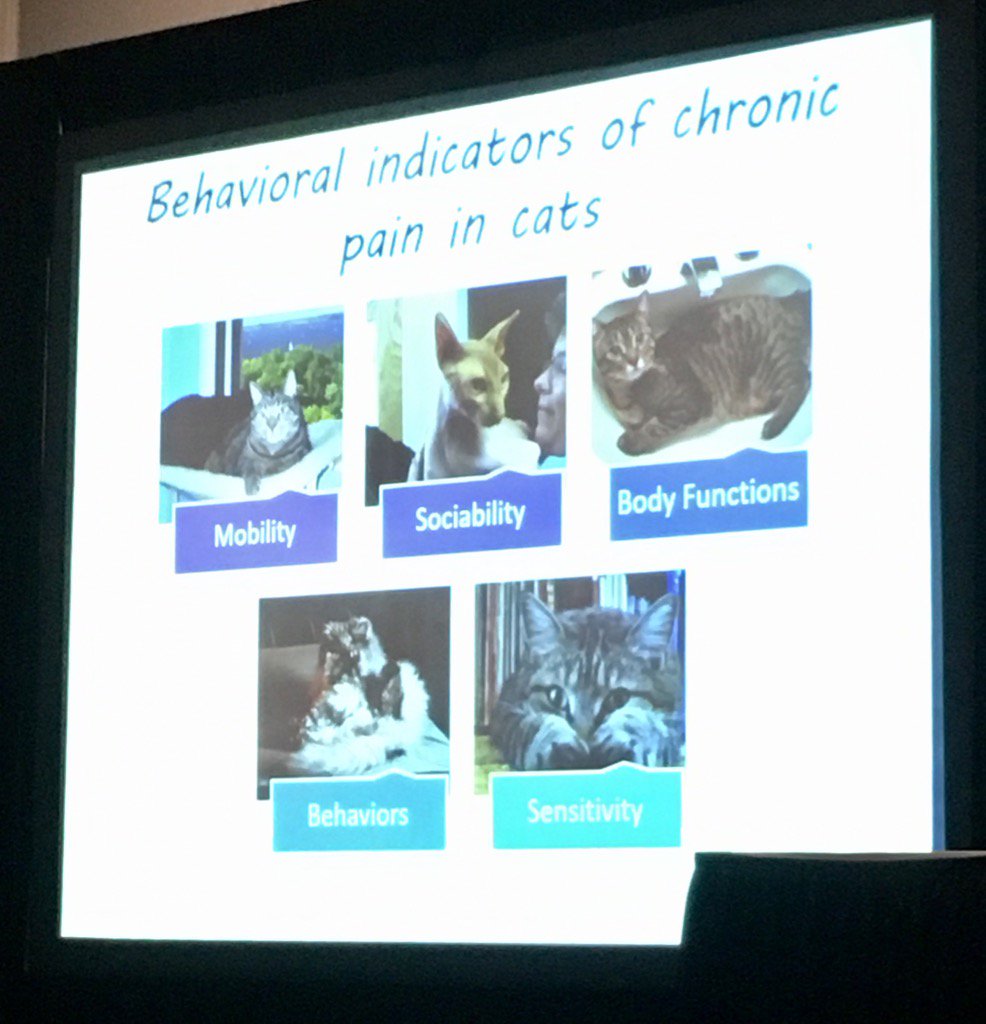 @catvetsusan reveals chronic pain indicators in #cats. #recognizethesigns