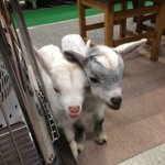 室内で自由すぎる子ヤギ達が可愛すぎるw