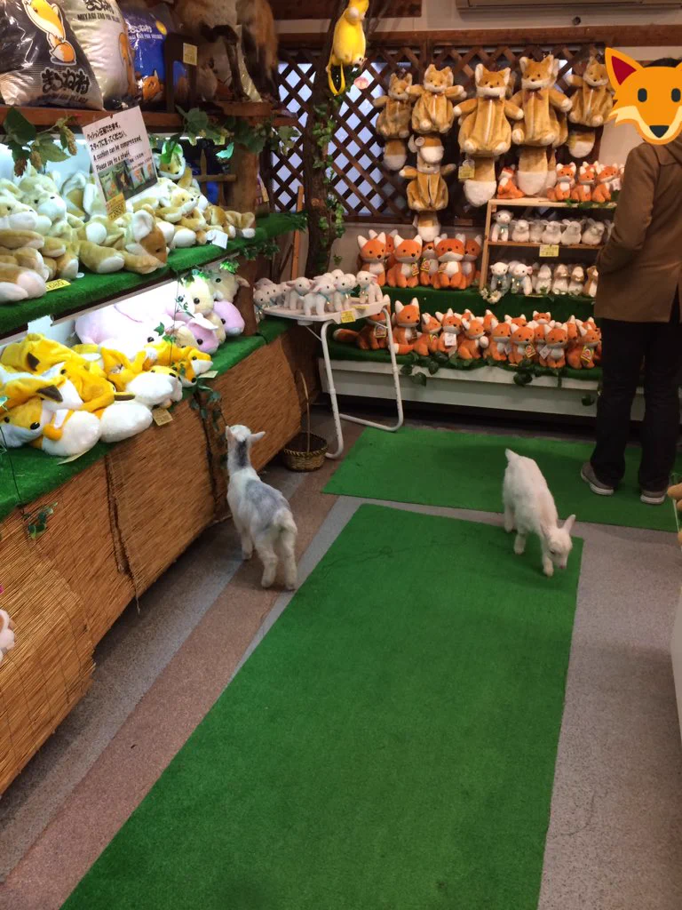室内で自由すぎる子ヤギ達が可愛すぎるｗｗ