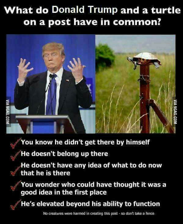Cynthia__Reed's tweet photo. @simonhedlin Ha! Now I can't stop thinking about the "Post Turtle". @realDonaldTrump https://t.co/hn9FURMRN9