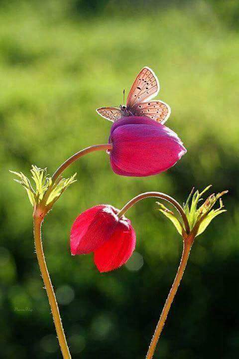 Luma__03's tweet photo. أســقي الزهــور فــي غــيابك ...
ولكنـّـها ....تـرفـض أن تنمــو 🌱 https://t.co/UZiCHCfHYd