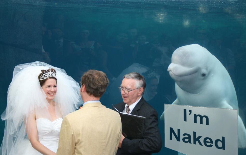 brewhouse's tweet photo. Great photobomb by a Beluga whale at a wedding. And even greater memes follow. https://t.co/UJDh2Wys8O