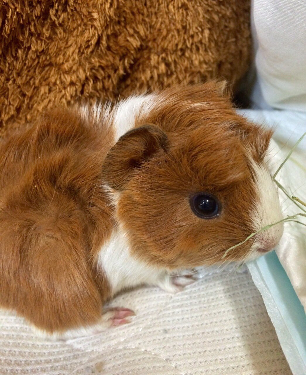 تويتر みぃ Stay Alive Forever In My Heart على تويتر 赤ちゃん の頃がかわいい神動物1位になったからうちのモルモットの赤ちゃんの頃の写真あげてく アビシニアンのれもんです ﾟ T Co Mom3mtyd9n