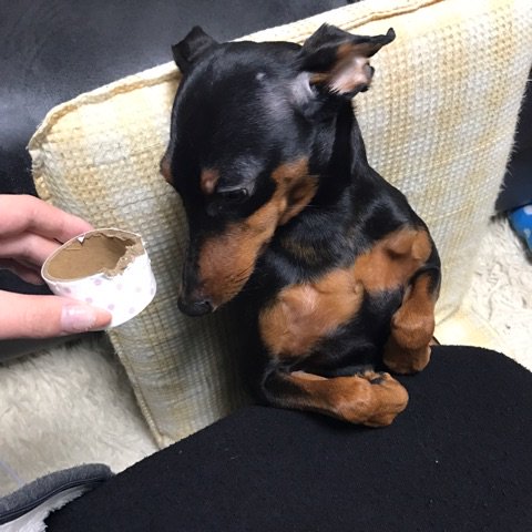 puchi_lady's tweet photo. ブログを更新しました。 『お買い物day♪ワンコのいたずら(-｡-;』
https://t.co/n5iQrgLv8Y
#ミニチュアピンシャー
#プレゼント企画
#アメブロ https://t.co/eRyfFceEU0