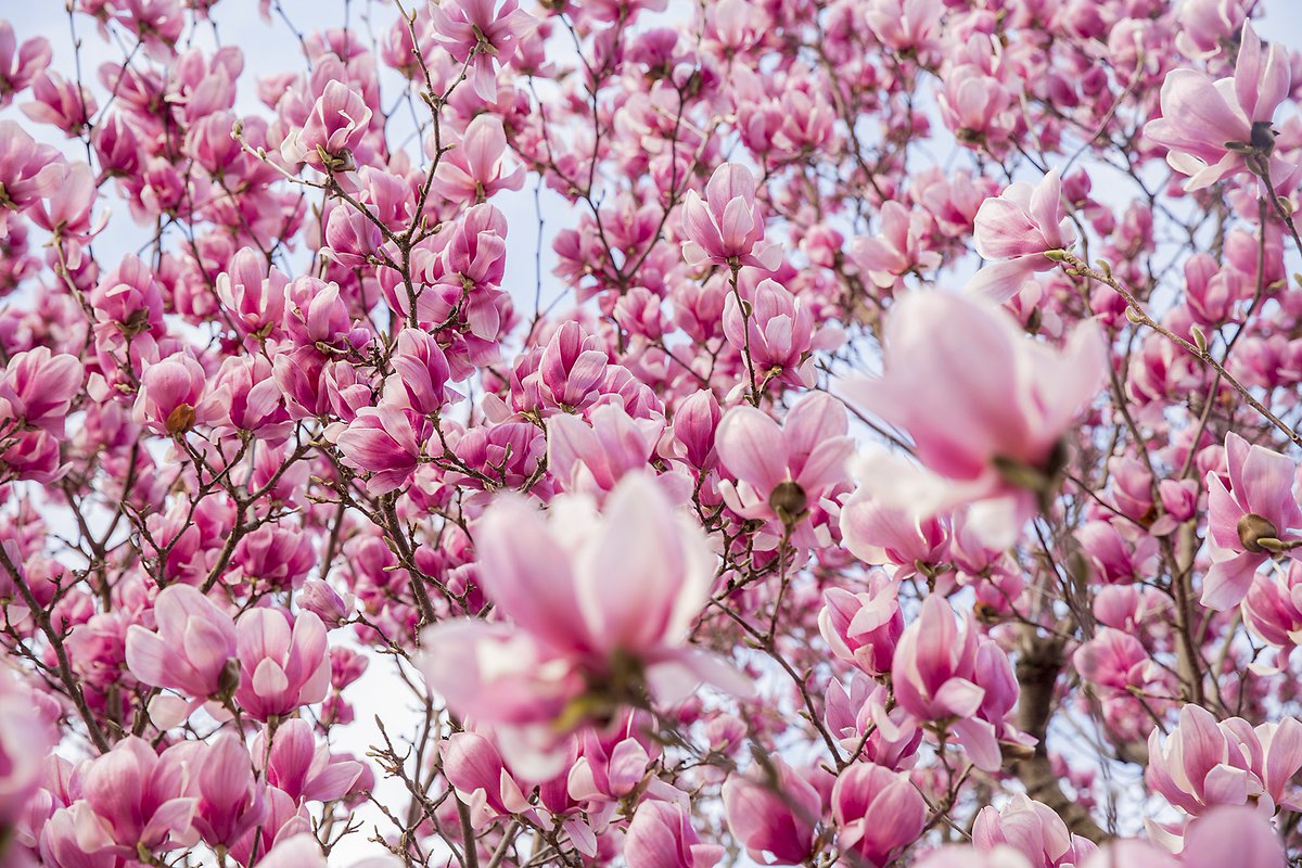 ryanhermens's tweet image. Colors are out in #Paducah.