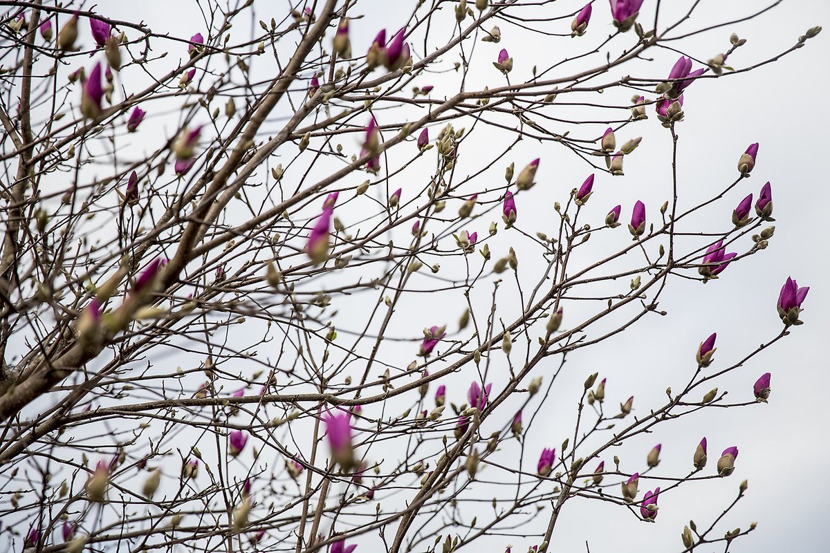 ryanhermens's tweet image. Colors are out in #Paducah.