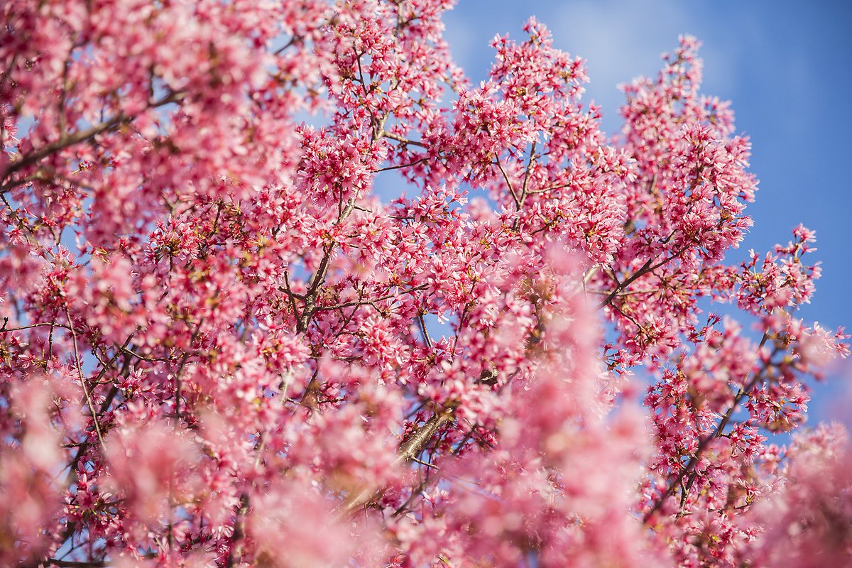 ryanhermens's tweet image. Colors are out in #Paducah.