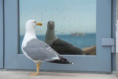 .<a href="/FastBoatCoach/">Jason Scott 🏴‍☠️</a> <a href="/ECGulls/">Endicott Athletics</a> I hate the Bison more than I love myself. And I'm obsessed with myself.