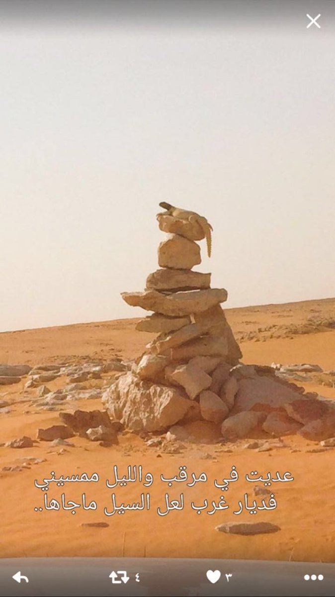 صقر السعودية (@shjfssd68955) on Twitter photo 