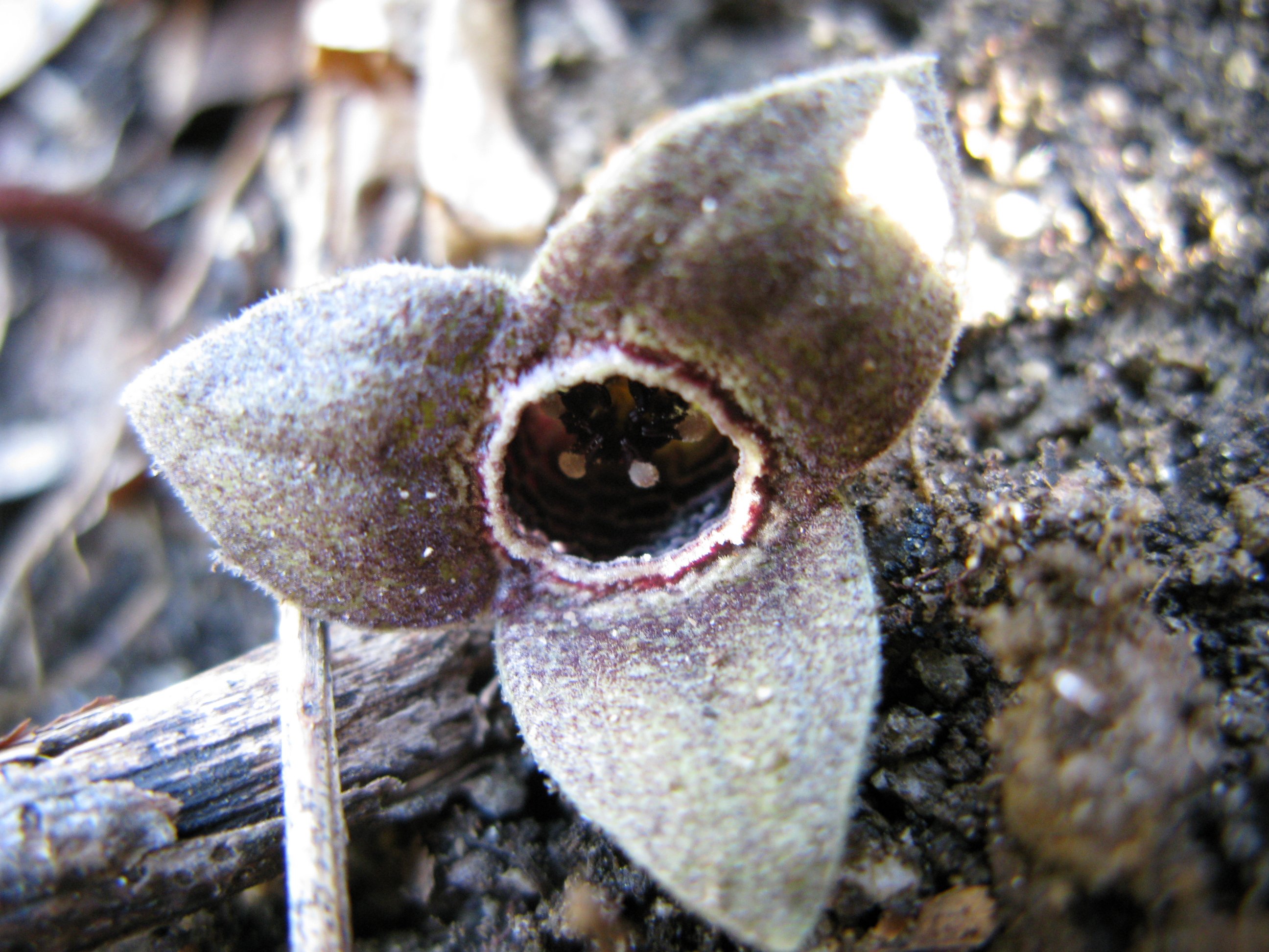 道草を食う人 もやし カンアオイ 花を数個頂いて細かい同定 花の中にある線が横が４本縦が10本ぐらいなのでスズカカンアオイだと思う 花の臭いを嗅いでみたが甘い匂いが来た後ガツンとした刺激臭が来る T Co 5zgzps9kzd Twitter