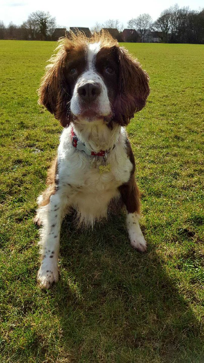 DerbysDogPolice's tweet image. Ret'd PD Wilbur before and after his haircut #LookingDapper