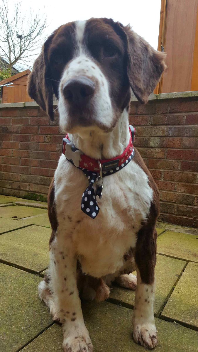 DerbysDogPolice's tweet image. Ret'd PD Wilbur before and after his haircut #LookingDapper
