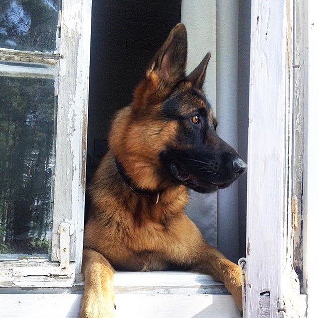 RighteousHound's tweet photo. On the look out 👀 #watchdog #righteoushound https://t.co/HTHqvDqyla