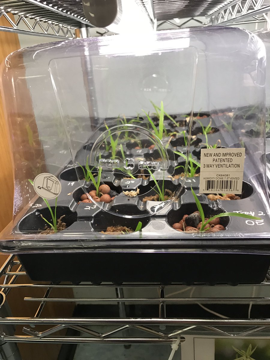 HmlOrchids's tweet photo. Good news! The orchids appear to be recovering well! However, a couple have died along the way. @millionorchid https://t.co/bT7mBa25GZ