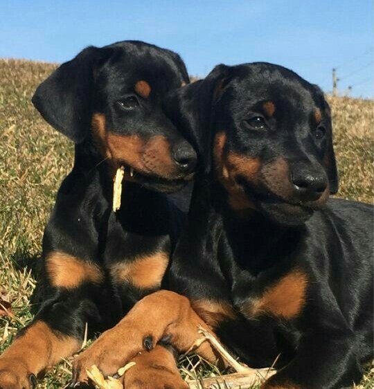 PawPartyBox's tweet image. Two peas in a pod. #puppylove #funinabox #partyinabox #dogsoftwitter