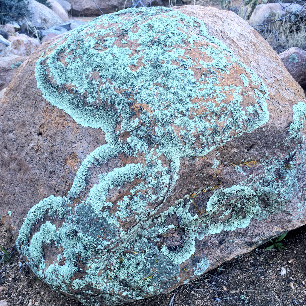 mtbogan's tweet photo. Lichen splendor this morning in Mohave County #Arizona https://t.co/S8Q7M8fQ5M