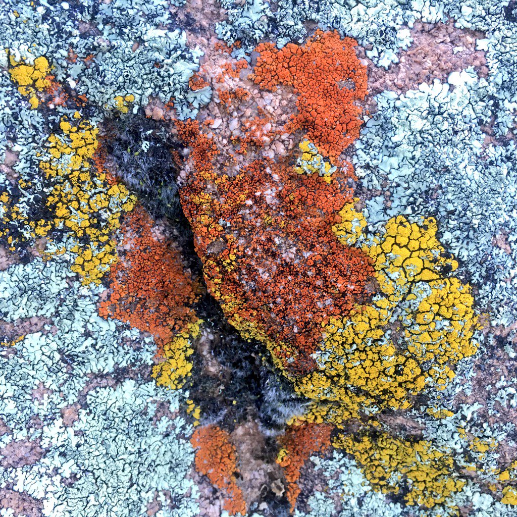 mtbogan's tweet photo. Lichen splendor this morning in Mohave County #Arizona https://t.co/S8Q7M8fQ5M