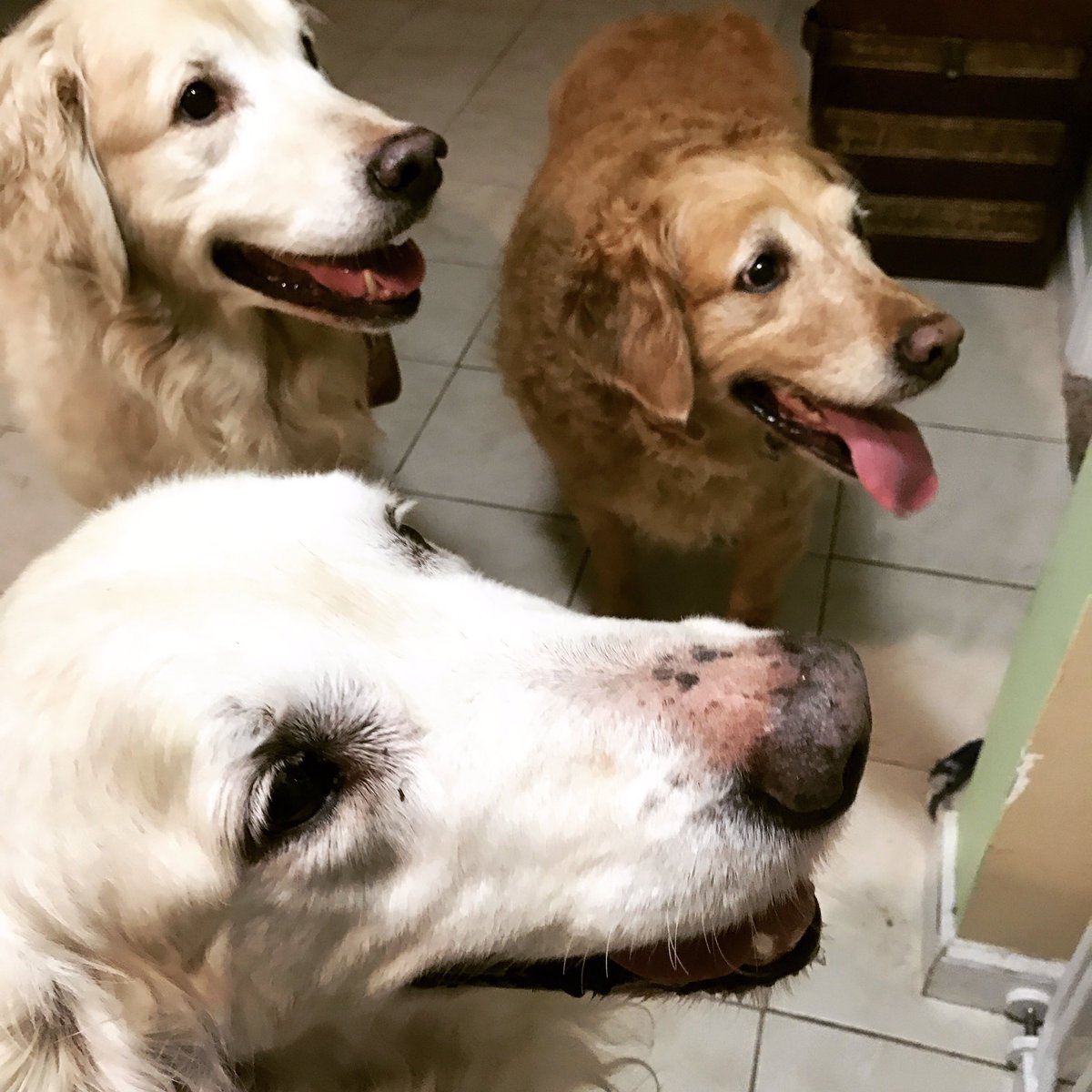 beds_bones's tweet image. A beautiful Golden day @beds_bones                                #goldenretriever