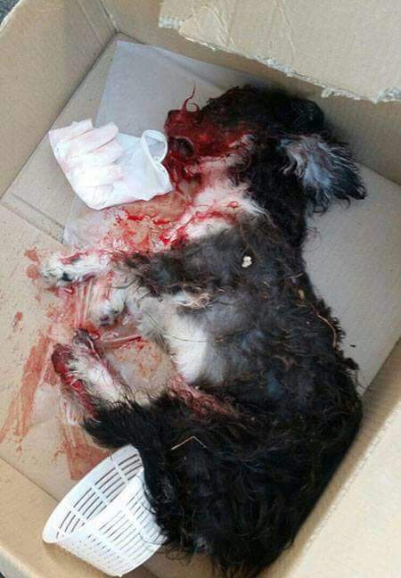 Magic_dogs tweet picture