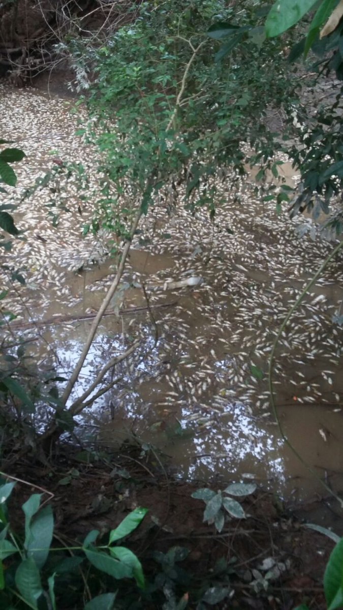 vozdeltolima's tweet photo. Mortandad de peces en el Río Magdalena a su paso por el Tolima. Baja en el oxígeno habría provocado la #emergencia. @Cortolima https://t.co/ufU0JVIof2