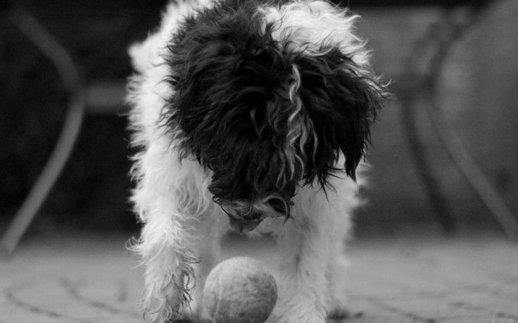 whywewag1's tweet photo. Read about five things people do that #dogs can't stand https://t.co/JUSmBGXZ3l #dog #pooch https://t.co/Bqt6jdN5eg