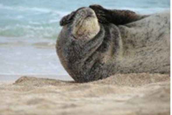 Claire_Simeone's tweet photo. Toxoplasma, a parasite that cats carry, has started to kill Hawaiian monk seals, which are naive. https://t.co/pns0PSbSiM #MyChangingOcean https://t.co/us0yiwuFC7
