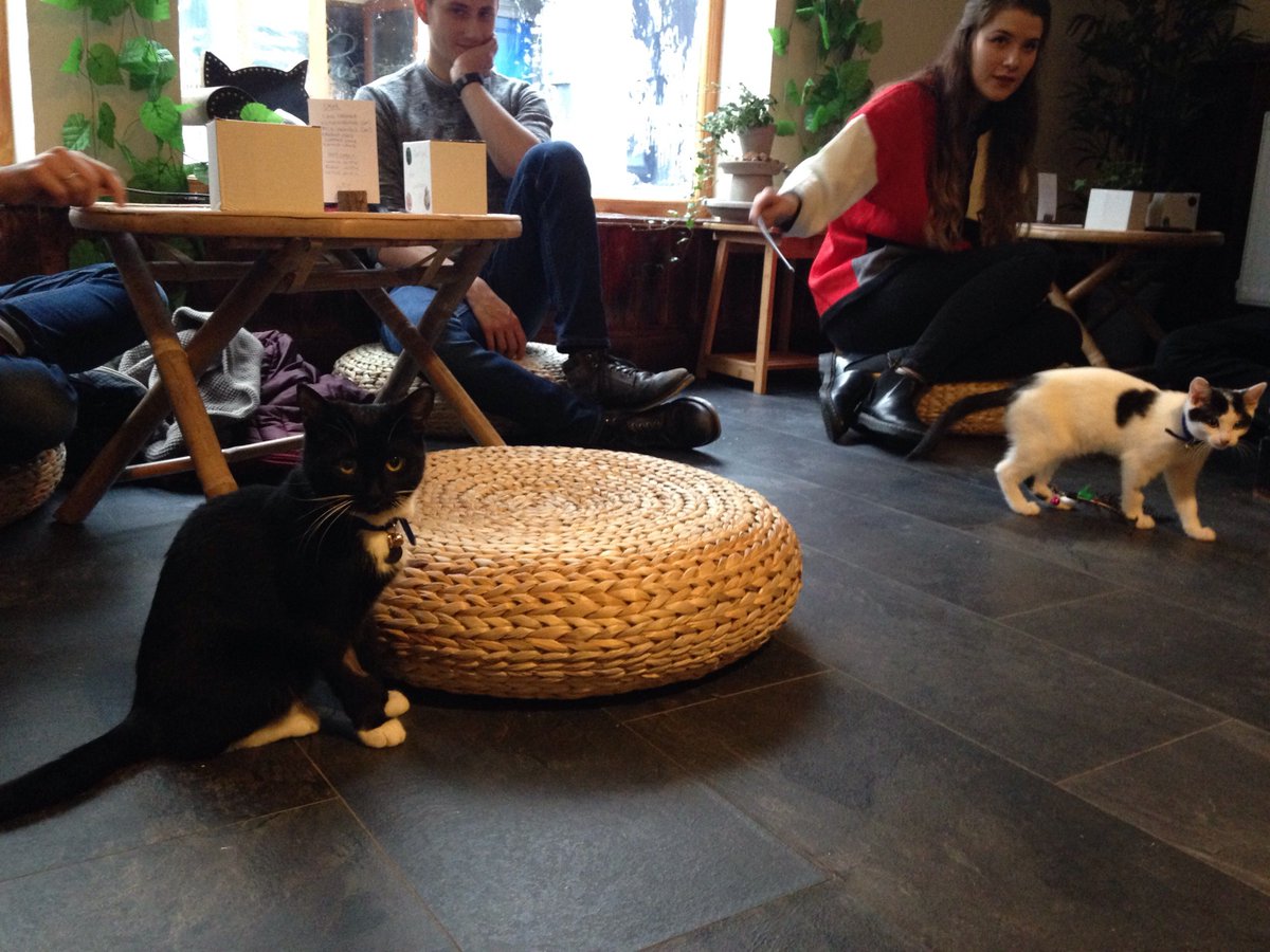Bristol24 7 on Twitter Bristol  s first cat  cafe  is now 