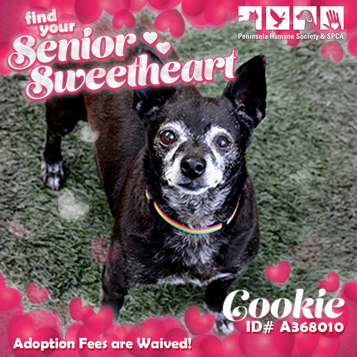 PeninsulaHumane's tweet photo. Yes you CAN teach an old dog new tricks! Older pets make better students. Meet the Senior Pet of your dreams. https://t.co/9BnQrGeYqt https://t.co/kvtg1fsXOs