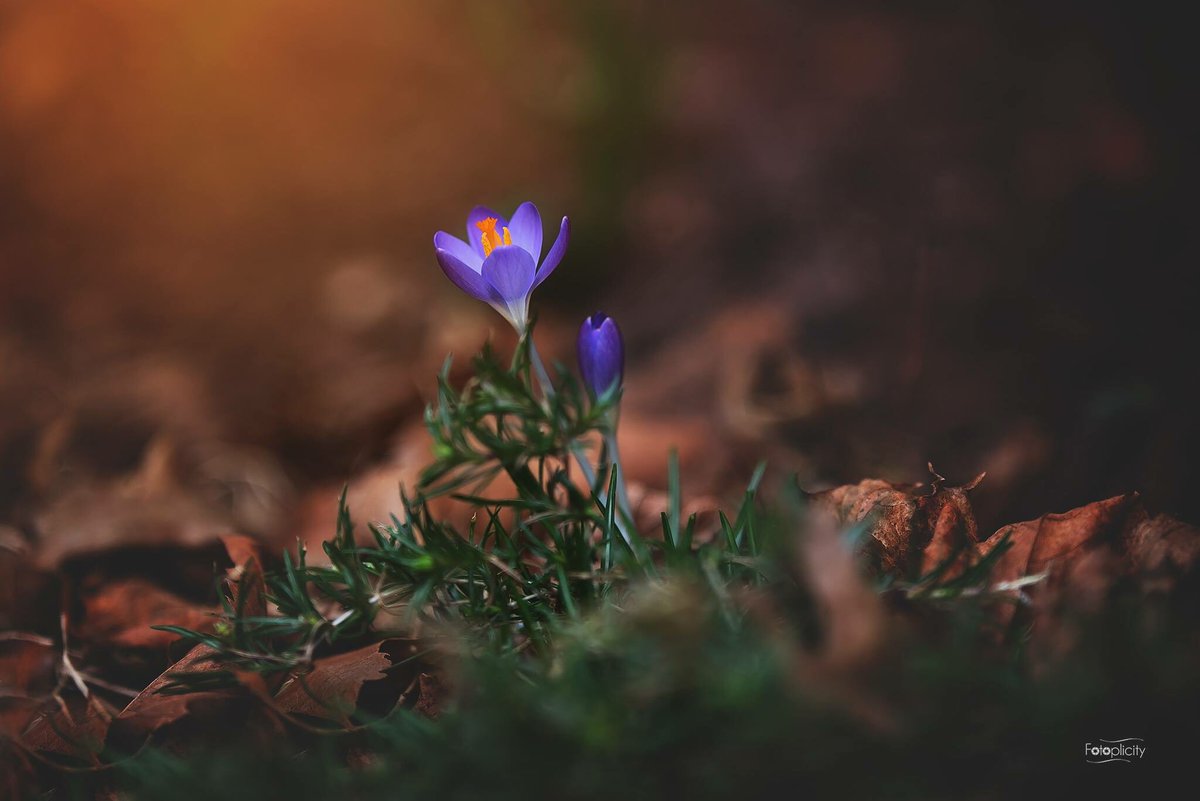 Fotoplicity's tweet photo. #Spring in #February #MotherNature #NewJersey https://t.co/qebMrkdI2A