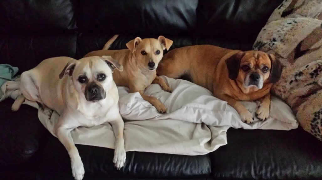 hermsthepuggle's tweet image. Chillin with my sisters today and mum and dad. We like watching underwater apps on TV.  You doing anything fun?